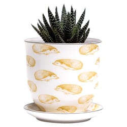 Chive Liberte 3.25 in. D Ceramic Succulent Pot Yellow Hedgehog