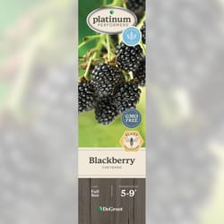 DeGroot Blackberry Plant 1 pk