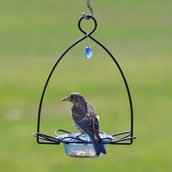 Birds Choice Bluebirds 3 oz Plastic/Steel Bird Feeder 1 ports