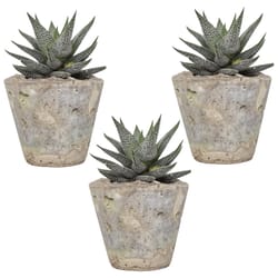 National Plant Network Haworthia Decorative Planter Succulent