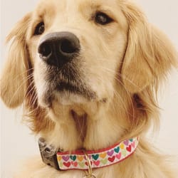 Up Country Multicolor Pop Hearts Nylon Dog Collar Large