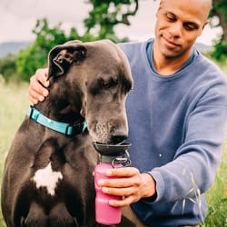 Highwave AutoDogMug Magenta Plastic 22 oz Portable Watering Bottle/Bowl For Dogs
