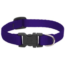 LupinePet Basic Solids Purple Purple Nylon Dog Adjustable Collar