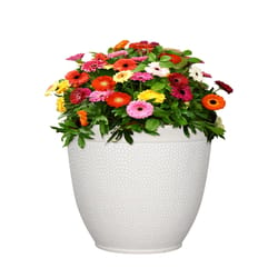 L&G Solutions 13 in. H X 16 in. D Polyresin Shea Planter White