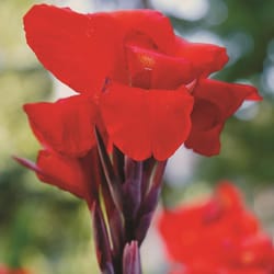  Mixed Tall Canna Lily Value Bag - 6 Bulbs/pkg - Assorted Canna  Lilies Red, Yellow, Pink, Orange : Patio, Lawn & Garden