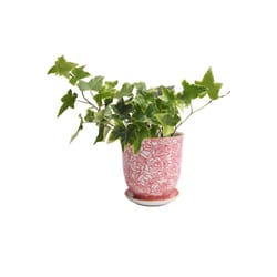 Chive Liberte 4.25 in. D Ceramic Flower Pot Red Roses