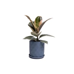 Chive Virago 5 in. D Ceramic Shape F Flower Pot Blue Grey