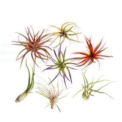 Russell's Bromeliads 3-6 Inch Specialty Air Plant