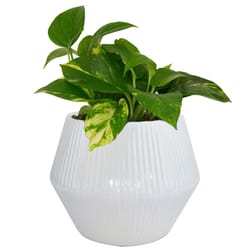 Trendspot Rena 6.5 in. H X 8 in. W X 8 in. D X 8 in. D Ceramic Planter White