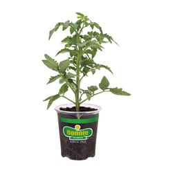 Bonnie Plants Red Better Boy Tomato Grower Vegetable Plant