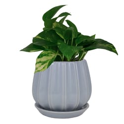 Trendspot Contour 7.28 in. H X 8 in. W X 8 in. D X 8 in. D Ceramic Planter Light Blue