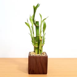 Eve's Garden 9 in. H X 3 in. W X 3 in. D Ceramic Woodgrain Vase with Lucky Bamboo Stalks Brown