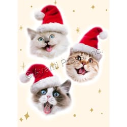 Avanti Merry Catmas Greeting Card Paper 4 pc
