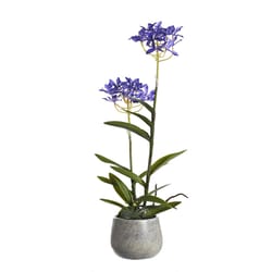 DW Silks 21 in. H X 8 in. W X 8 in. L Polyester Purple Epidendrum Orchids in Stone Planter