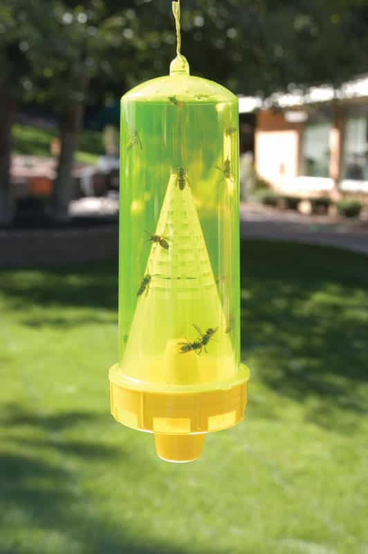 RESCUE Insect Trap 1 pk - Ace Hardware