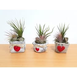 Eve's Garden 7 in. H X 3 in. W X 3 in. D Ceramic Burlap Love Air Plant and Succulent Assorted