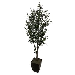 DW Silks 72 in. H X 20 in. W X 16 in. L Polyester Olive Tree in Black Metal Planter