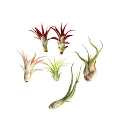 Russell's Bromeliads 2-3 Inch Air Plant