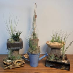 Eve's Garden Air Plant Gift Box Planter 1 pk