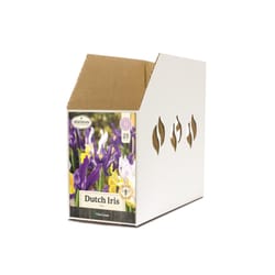 DeGroot Platinum Performers Dutch Iris Mix Bulb 25 pk