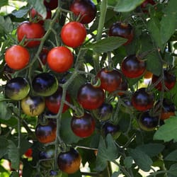 Proven Selections Tasty Treat Red Midnight Snack Tomato Vegetable Plant