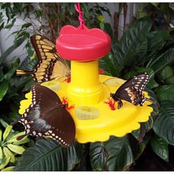 Songbird Essentials Songbird Essentials Butterfly Plastic Butterfly Feeder Bird Feeder 3 ports