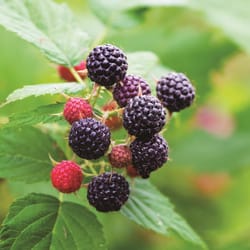 DeGroot Raspberry Plant 1 pk