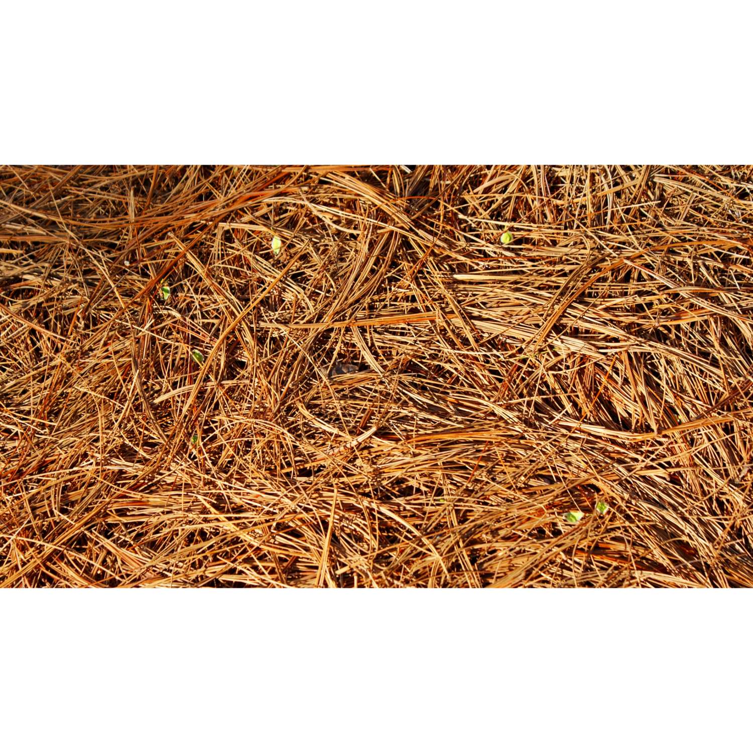 Locally Sourced Brown Pine Needles Mulch Ace Hardware