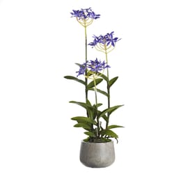 DW Silks 24 in. H X 8 in. L Polyester Purple Epidendrum Orchids in Stone Planter