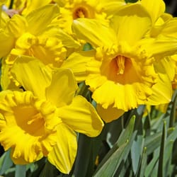 DeGroot Daffodil Dutch Master Bulb 7 pk