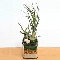 Eve's Garden 9 in. H X 3 in. W X 3 in. D Glass Natural Sand & Rock Air Plant and Succulent Clear