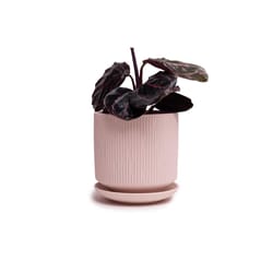 Chive Virago 5 in. D Ceramic Shape C Flower Pot Soft Pink