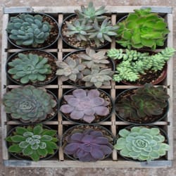 Ravensburger Green Echeveria Puzzle Moment Multicolored 300 pc