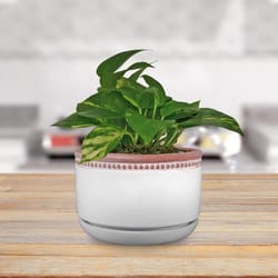 Trendspot Ada 4.5 in. H X 6 in. W X 6 in. D X 6 in. D Ceramic Ceramic Pot Whitewash