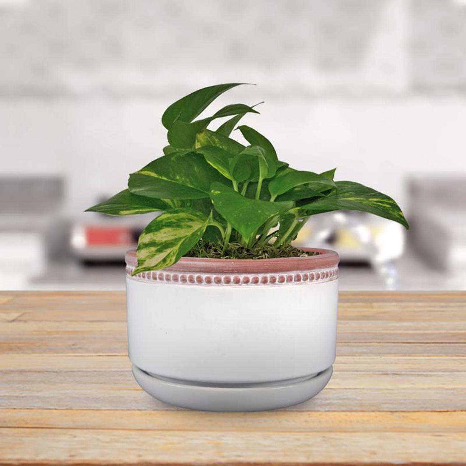 Trendspot 6 in. D Ceramic Planter Whitewash