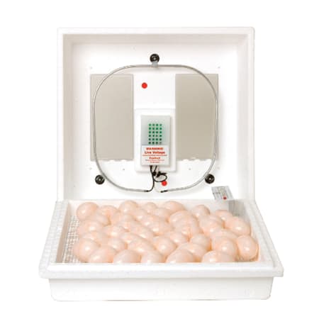 Little Giant Egg Incubation Thermometer for Incubators and Egg