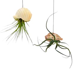 Russell's Bromeliads Multicolored Jelly Fish Hanging Decorative Planter Air Plant