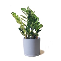 Chive Dojo 3.5 in. D Ceramic Succulent Pot Blue Grey