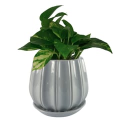 Trendspot Contour 7.28 in. H X 8 in. W X 8 in. D X 8 in. D Ceramic Planter Gray