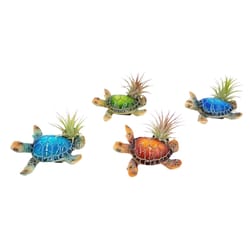 Russell's Bromeliads Assorted Turtle Magnet Decorative Planter Air Plant