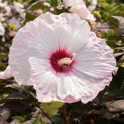 National Plant Network Head Over Heels Blush Hibiscus Grower Shrubs