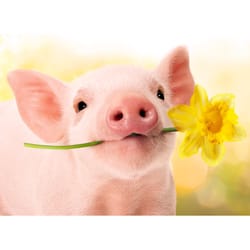 Avanti Press Seasonal Pig Holds Flower Easter Card Paper 2 pc