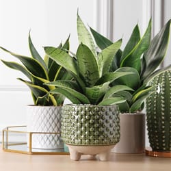 National Plant Network Sansevieria Hahnii Grower House Plant