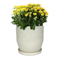 Trendspot Rivage 9.9 in. H X 9.9 in. W X 9.9 in. D X 10 in. D Ceramic Planter White