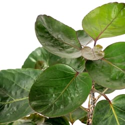 National Plant Network Aralia Fabian Grower House Plant