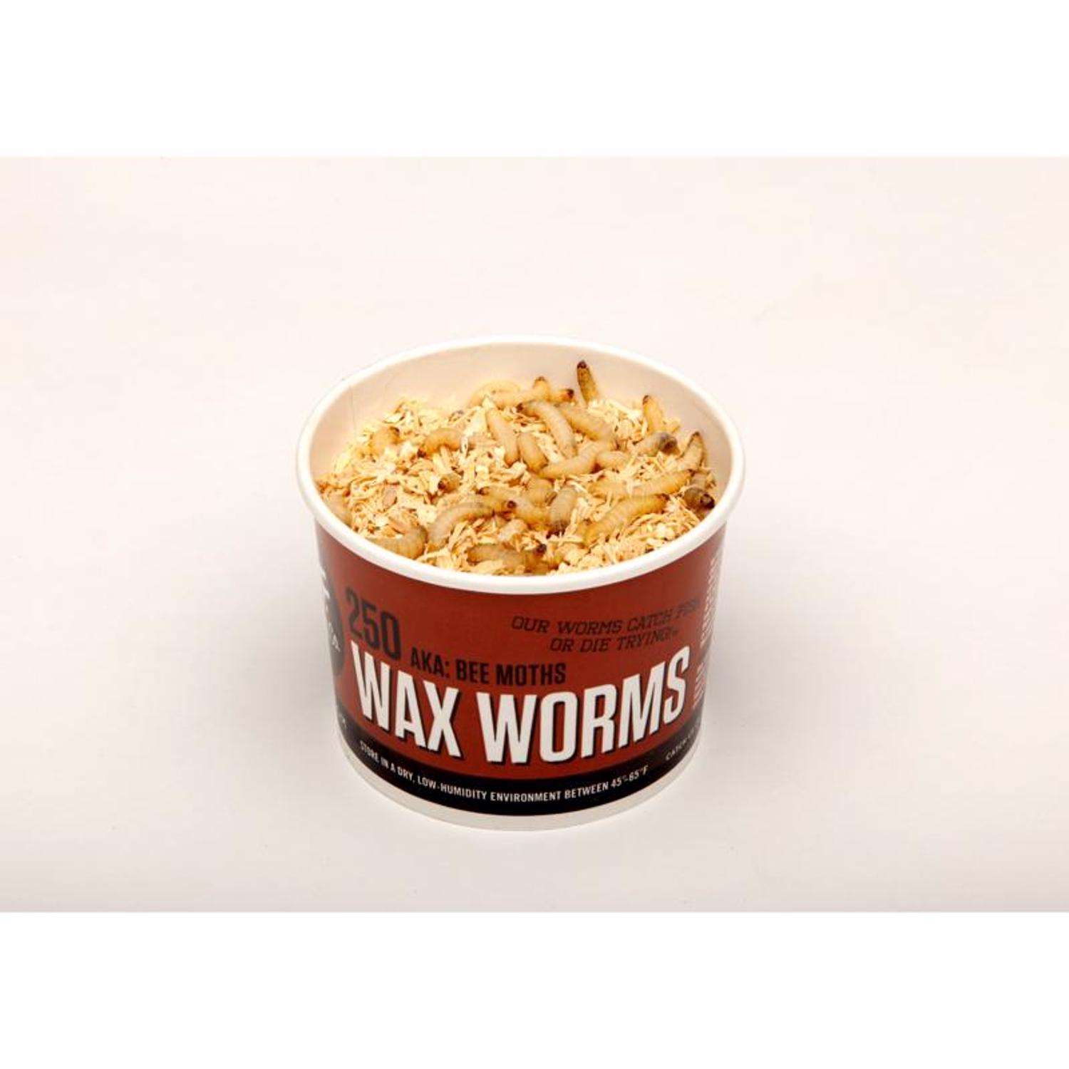 Happy Healthy Wax Worms-please read about shipping below – Happy