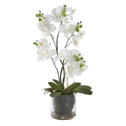 DW Silks 24 in. H X 9 in. L Polyester White Phael Orchids in Glass Bowl