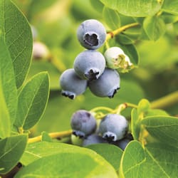 DeGroot Blueberry Plant 1 pk