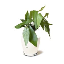 Chive Dyad 5 in. D Ceramic Flower Pot White