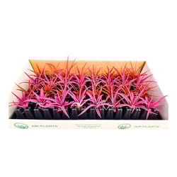 Russell's Bromeliads Assortment Air Plant